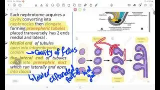 RAU Anatomy L3 Development of Kidney and ureter