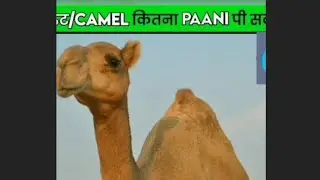How much camel Drink water | ऊंट एक बार में कितना पानी पीता है? | FactTechz | Its Fact |&nbsp;#shorts