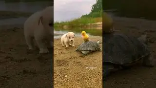 Friendship between puppy and duckling and turtle #p74 #KCAnimals #shorts