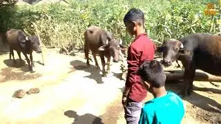 New Year Special || Jigana Pappa  Cigarate Chhodi || Video By Veer Digital