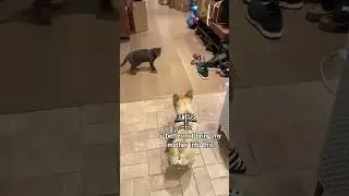 My French Bulldog Meets a CAT!