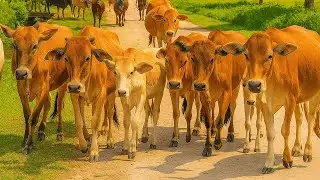Puluhan sapi lembu jinak berkerumunan melewati jalan perdesaan, Suara Moo