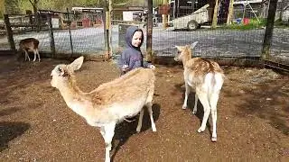 Olive deer 