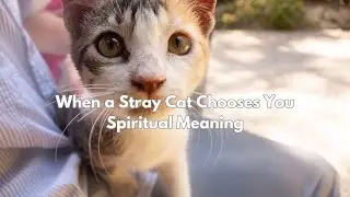 When a Stray Cat Chooses You Spiritual Meaning