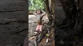 Can Monkeys Really Use Cups Like This? #monkeyvideo #monkeydluffy #monkeysr #monkeylove #babymonkey