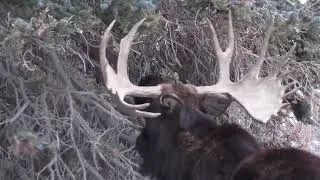 Moose in the Rocky Mountains