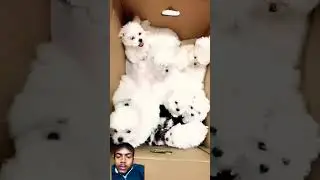 Adorable Pup's Playtime!&hearts;️ #DogLove #HomePet #CutestPup #DogParents #PetLove#shorts #reaction