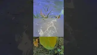 #viralmore#naturelover#environmentadditction#viralmore#subscribemychannel#subscribe#viralshortsvideo