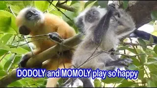 DODOLY and MOMOLY play so happy|silver leaf monkey #88|wildlife99#88