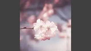 blossom