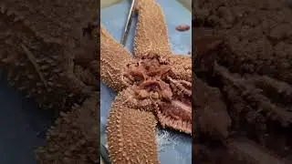 BIOL 212 Starfish anatomy (Asteroidea)