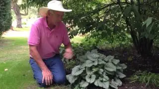 Доктор А о Бруннере &laquo;Джек Фрост&raquo;