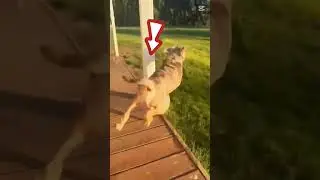 Dog funny 💥☠️#funny #dog #accident #trending #shortvideo 💥🎇