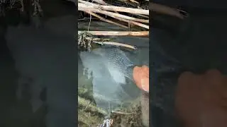 I Caught a Fish with My Bare Hands! 🐟 You Won't Believe It!
