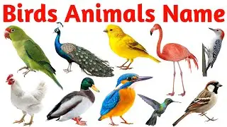 Birds Names in English for Kids | Flying Animals, Pet & Wild Birds Learning Video for Toddlers