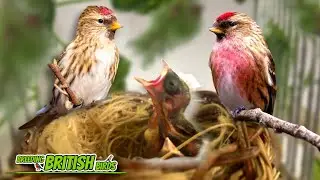 The FINAL Chicks of 2023 | Breeding British Birds S3:Ep14