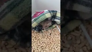 🌳🦔Ежуля - грибуля🍄🌳