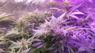 TCS/QCS seeds trainwreck and amnesia haze week 2 of flower