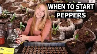 When to Start Pepper Seeds - How to Grow Peppers Early Indoors