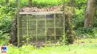 പത്തനംതിട്ട  ബഥനി മലയില്&zwj; വീണ്ടും കടുവയിറങ്ങി ​| Pathanamthitta - tiger