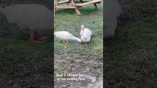 Duck & Chicken Party on The Healing Party on Buttercup&rsquo;s Animal House Productions. #capcut #ducks