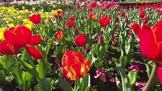 Marvelous Tulip flowers in the field💕 #flowers #tulip #tulips #garden #amazing #nature  #viral 