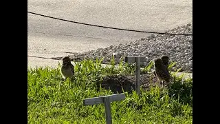 mywalksinparadise is live! Baby Burrowing Owls Day 14