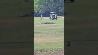 Respect the gators on the golf course in South Carolina!! #beaufortsc #golf @AlwaysAimStraight