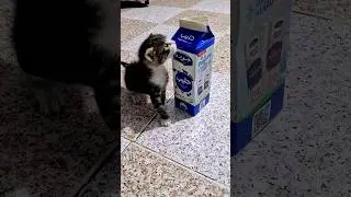 Cute Kitten Struggles to Drink Milk Alone - Watch as Feline Experiences a Hilarious Mishap!