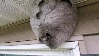 Gear we use to remove bald faced hornet nest