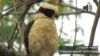 Halc&oacute;n Reidor (Herpetotheres cachinnans) (vocalizaci&oacute;n) - Guayaquil, Ecuador
