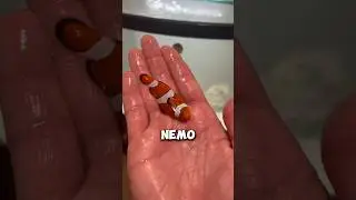 Добавление аквариума &laquo;В поисках Немо&raquo; в FISH ROOM