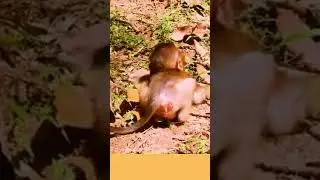 Baby monkey angry not being cared by her mom #Shorts