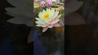 Nymphaea Peaches and Cream - Німфея Персики і Крем #lily #flowers #nymphea #lotus #nature #garden