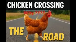 Chicken Crossing the Road: The Origin