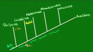 Características gerais dos Anelídeos - Zoologia - Biologia