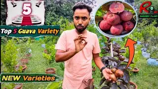 Top 5 Guava Variety | Black Diamond guava | Golden 8 | Taiwan pink | VNR guava | RM nursery plant