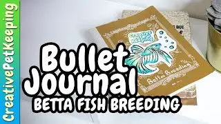 My Betta Breeding Bullet Journal Setup