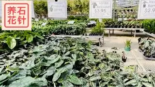 九月初，闲逛花店 - Valleyview - 有些室内赏叶植物明显降价了