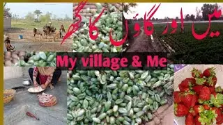 My village velog. Meray village ka velog. Gandum ki kathi aur hamaray Gaon.