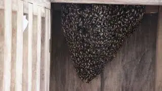 Apis dorsata swarm