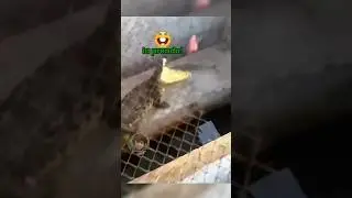 Vita da animali 🐊 EP. 123