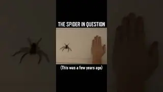 My SPIDER Roommate