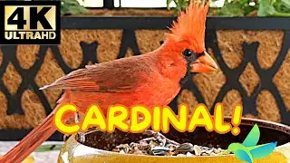 The Radiant Cardinal Returns | Stunning 4K | Peaceful Nature Sounds