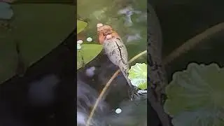 #trending #nature #aquarius #fish # animal#garden #hobby