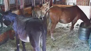 EquineRescueNetwork Live Stream