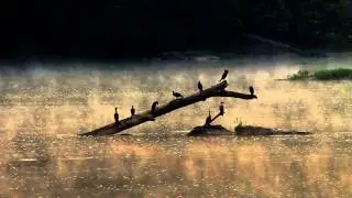 20 Second Meditation with Cormorants
