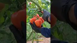 Zbi&oacute;r pomidor&oacute;w🍅🍅