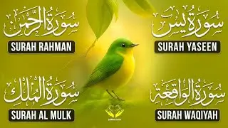 Very Nice Voice Surah Yaseen | Surah Rahman | Surah Waqiah | Surah Mulk l Reciter Alaa Aqel Ep 009