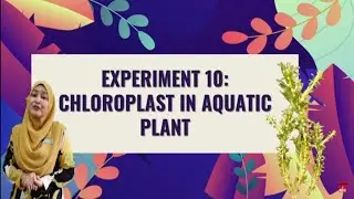 Pre Lab Experiment 10: Chloroplast in Aquatic Plant